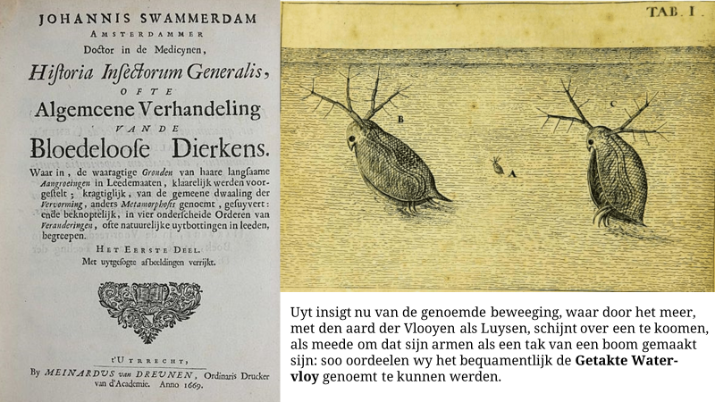 In 1669 verscheen een tekening van watervlooien. Vanwege t hopsen in t water en de getakte antennes 'Getakte Watervloy' genoemd. Hun roodkleuring in de zomer werd geduid dat ze bloed zouden drinken. Inmiddels weten we dat ze meer van hun eigen bloed aanmaken bij weinig zuurstof.