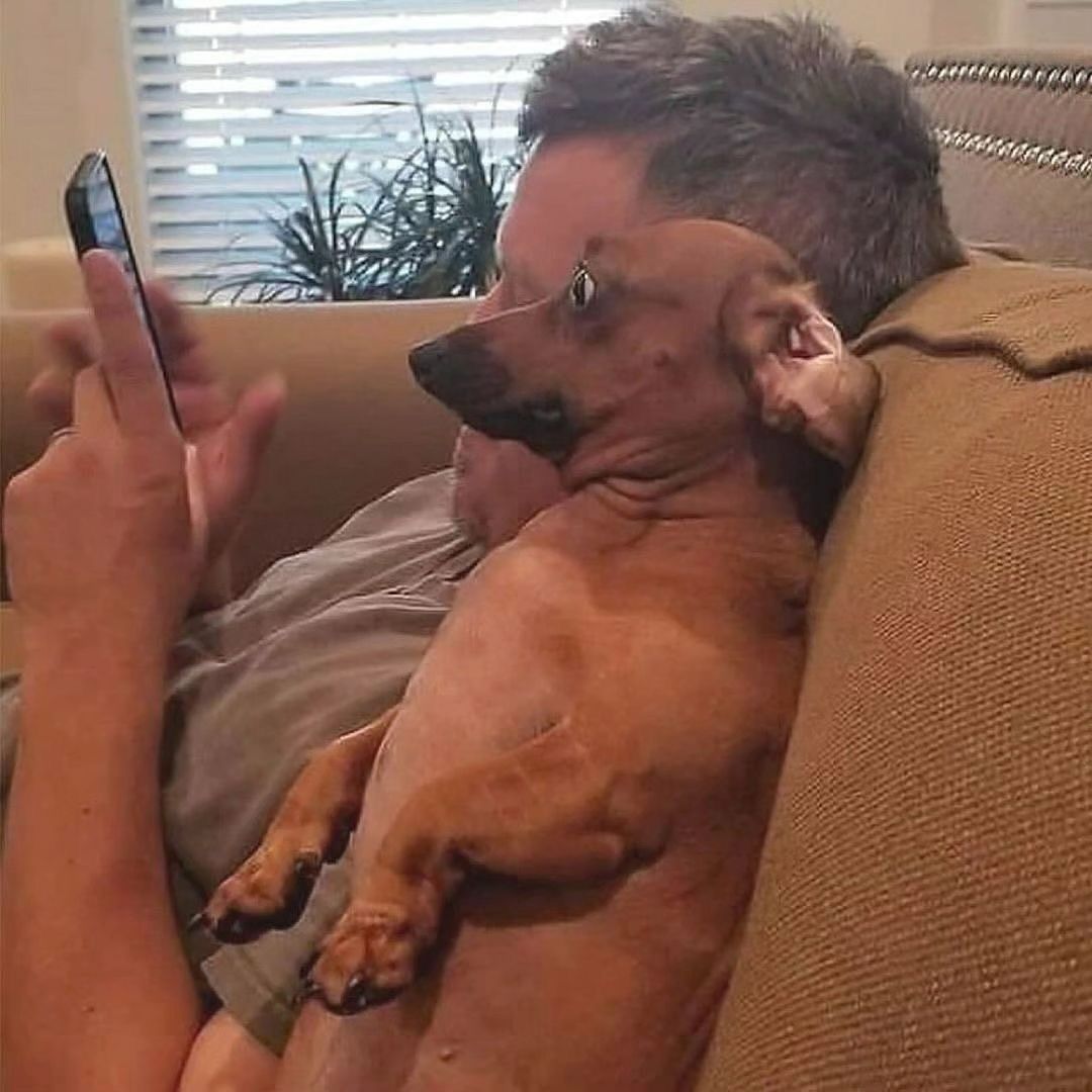 out of context dogs (@contextdogs) on Twitter photo 