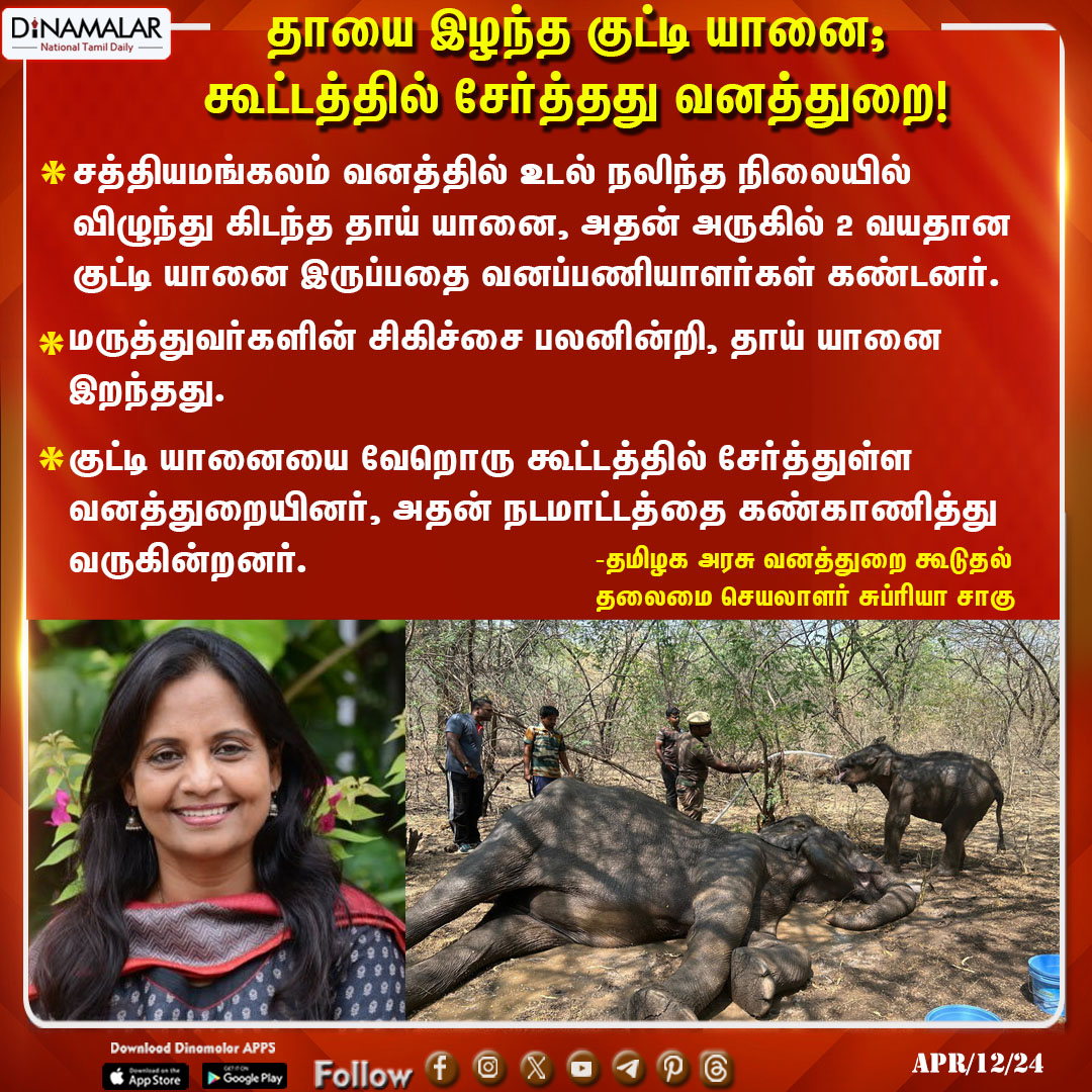 தாயை இழந்த குட்டி யானை; கூட்டத்தில் சேர்த்தது வனத்துறை! #Elephant |#ForestDepartment |#Sathyamangalam |#SupriyaSahu dinamalar.com