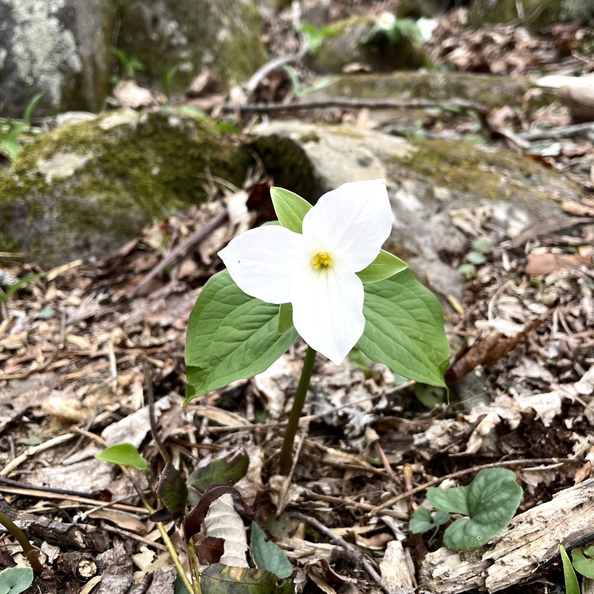 Name that flower! I am a perennial wildflower that typically blooms in April in GSMNP. I have a range that spans from Canada to Georgia. I have 3 big white petals that may turn pink with age. Despite my appealing look, my flower is odorless.