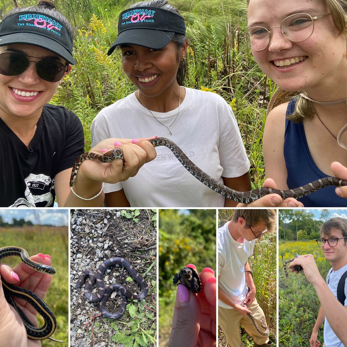 Interns to work with me and @Mishi_Thompson for reptile and amphibian surveys this summer are open!!!! Apply here fieldmuseum.hrmdirect.com/employment/job…