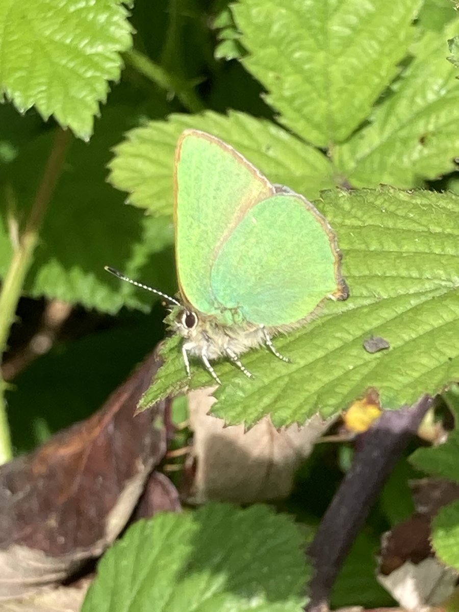 My first Green Hairstreak of the year, in Wanstead Park just now. ⁦@FWP2009⁩ ⁦@savebutterflies⁩ ⁦@CoLEppingForest⁩ ⁦@cityoflondon⁩ ⁦@wrenwildlife⁩