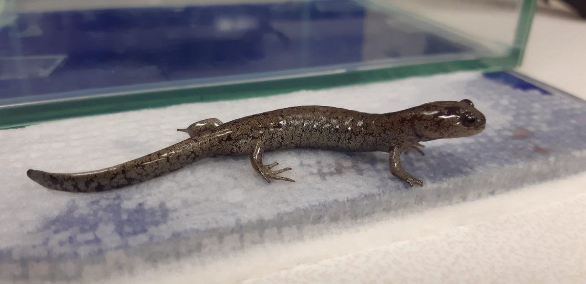 Kafka_project's tweet photo. Feeding the beasts day 2 and 3: filming adults of torrent salamanders, smallmouth salamanders, seal salamanders... and many more larval stages!!!! Look at this beauties! https://t.co/gqyQ21FjH8