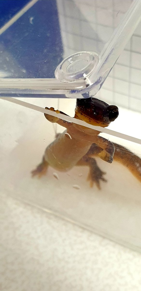 Feeding the beasts day 2 and 3: filming adults of torrent salamanders, smallmouth salamanders, seal salamanders... and many more larval stages!!!! Look at this beauties!