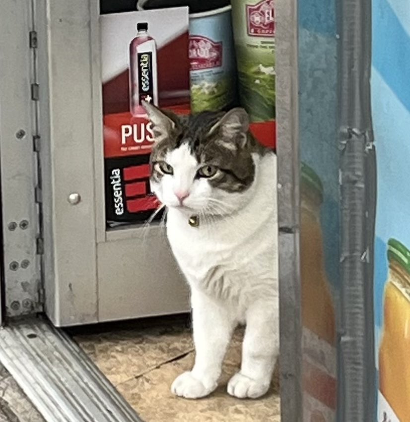 Doorman at the bodega. Not sure I’m getting in today, guys #bodegacats #Lucky