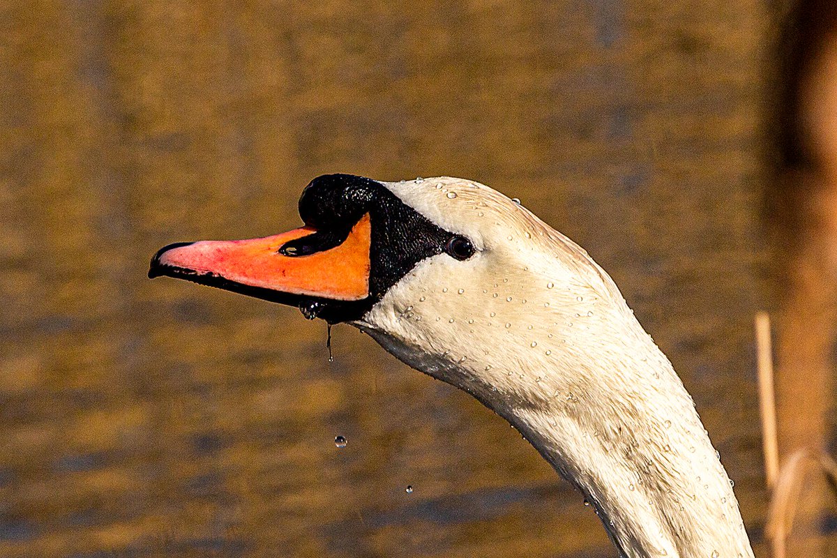 I was looking through some old photos and I found this fellow, which I took with my faithful Canon 700D 🦢😊#swan #birds #photooftheday