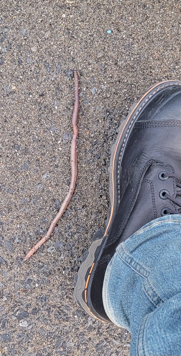 Get a load of this big bugger! Talk about an earthworm! We had a pretty good rain last night and the driveway at work was covered with these guys this morning.