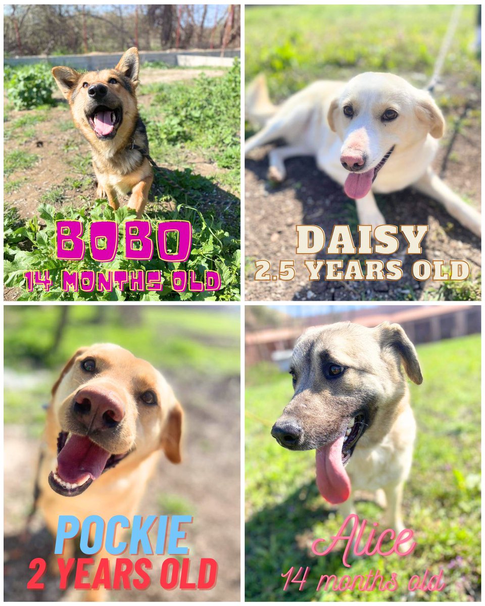 Doggy’s still looking for their forever homes. Full details can be found on our adoption page 👉 facebook.com/LendAPawRescue where you can also message us. And we can be messaged on WhatsApp 👉 wa.me/message/ All the dogs are in Northern Macedonia and ready to travel to the