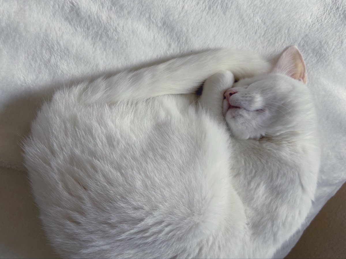 おやすみ白猫