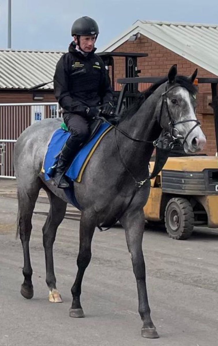 Grey Cuban makes his seasonal debut tomorrow @WolvesRaces for @MHS_HorseRacing with @HollieDoyle1 taking the ride . We are looking forward to seeing him back racing as a 3 year old . Good look to his owners 🏇🏻🏇🏻🧡💙TeamRoudeeRacing🧡💙