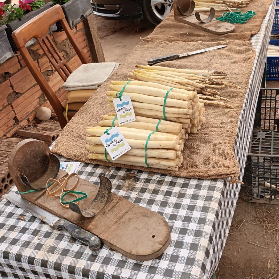 💥 Plena temporada pels espàrrecs blancs del Parc Agrari del Baix Llobregat, l'Espàrrec de Gavà! Un saborós #ProducteFresc amb una qualitat suprema al nostre territori. Qui l'ha tastat ja aquest 2024? 🙋‍♀️🙋‍♂️ Us llegim! #DeltaLlobregat #Espàrrec #EspàrrecGavà #BaixLlobregat #Gavà