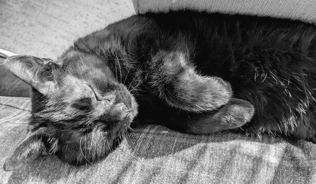 Sleepy morning.
#felinefriday #fridaymorning #jellybellyfriday #kittynoirfriday #catnoirfriday #CatNoir #kittynoir #jellybelly #CatsOfTwitter #CatsOnTwitter #CatTwitter #blackcats #panfursquad #moggies #catpics #minipanfur #RescueCats #voidcats #CatsOfX #CatsOnX #sleepingcats