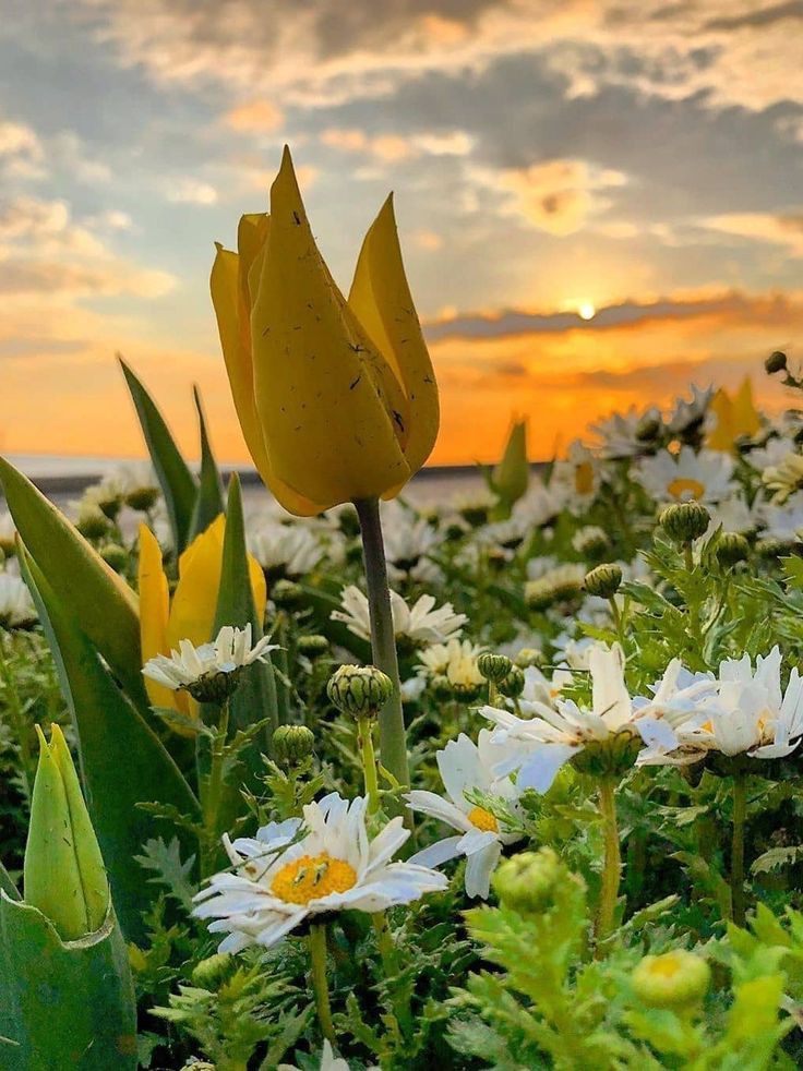 Good evening 🌞 #FlowersOnFriday #SunsetView