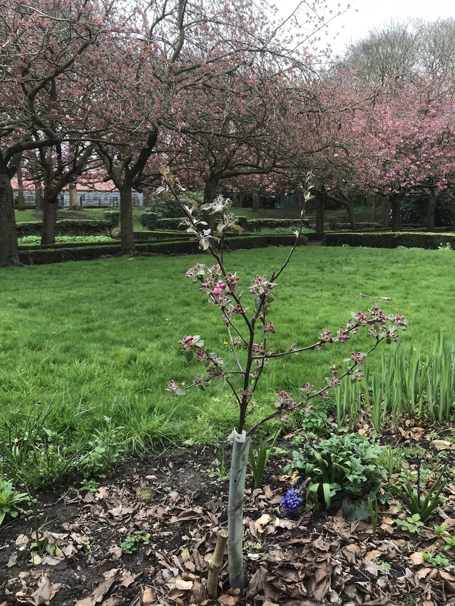 12-Apr and the “Sops in Wine” apple tree bursts into blossom #BollingHall @BradfordMuseums . In the background the flowering cherry is coming into blossom ready for our celebration on Sunday 28-Apr 11:00-3:00.