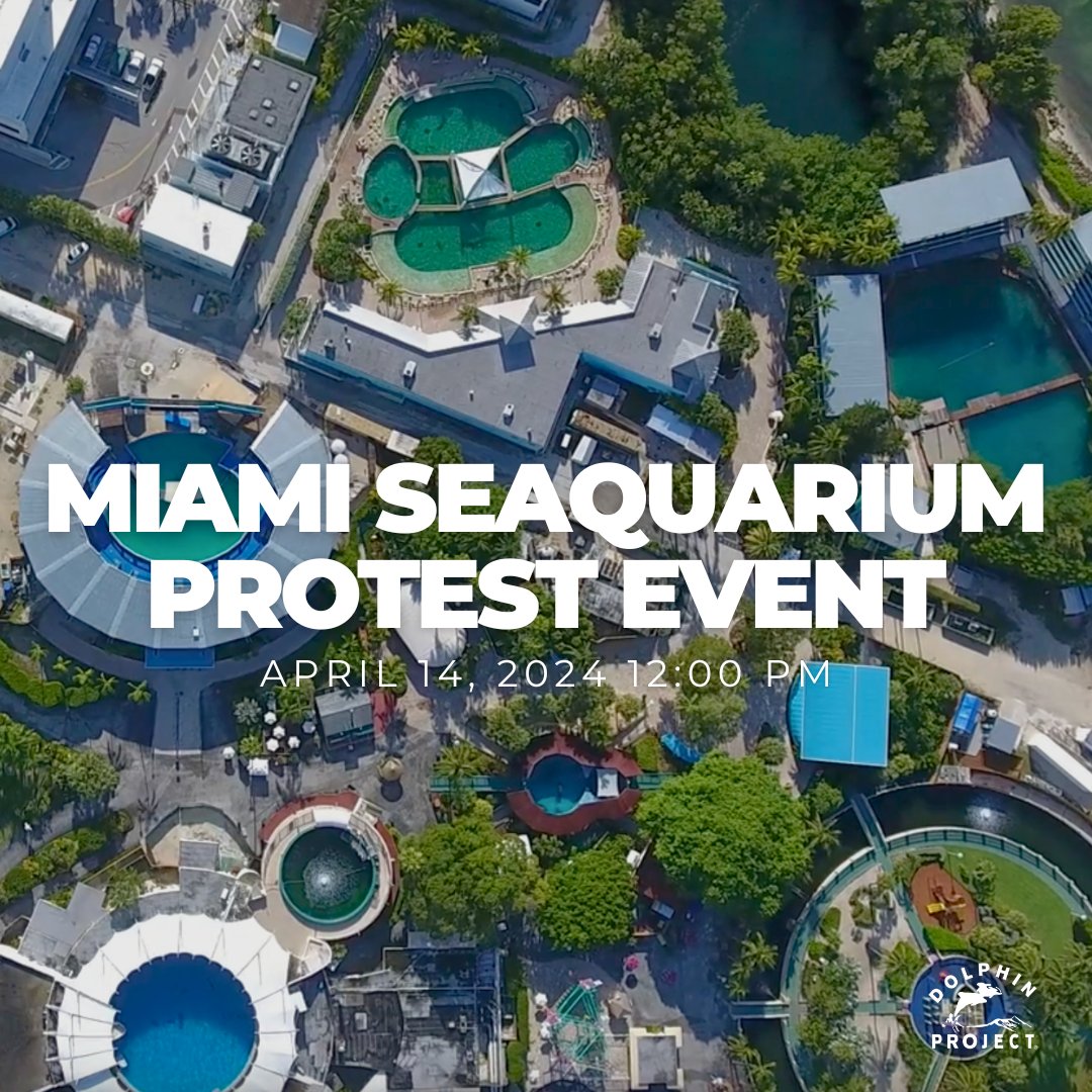 THIS WEEKEND: Join Ric O'Barry and Dolphin Project on April 14, 2024 at 12:00pm outside of #MiamiSeaquarium 📢🐬 RSVP and event details at: fb.me/e/3xqEiAiqr #DolphinProject #ThanksButNOTanks