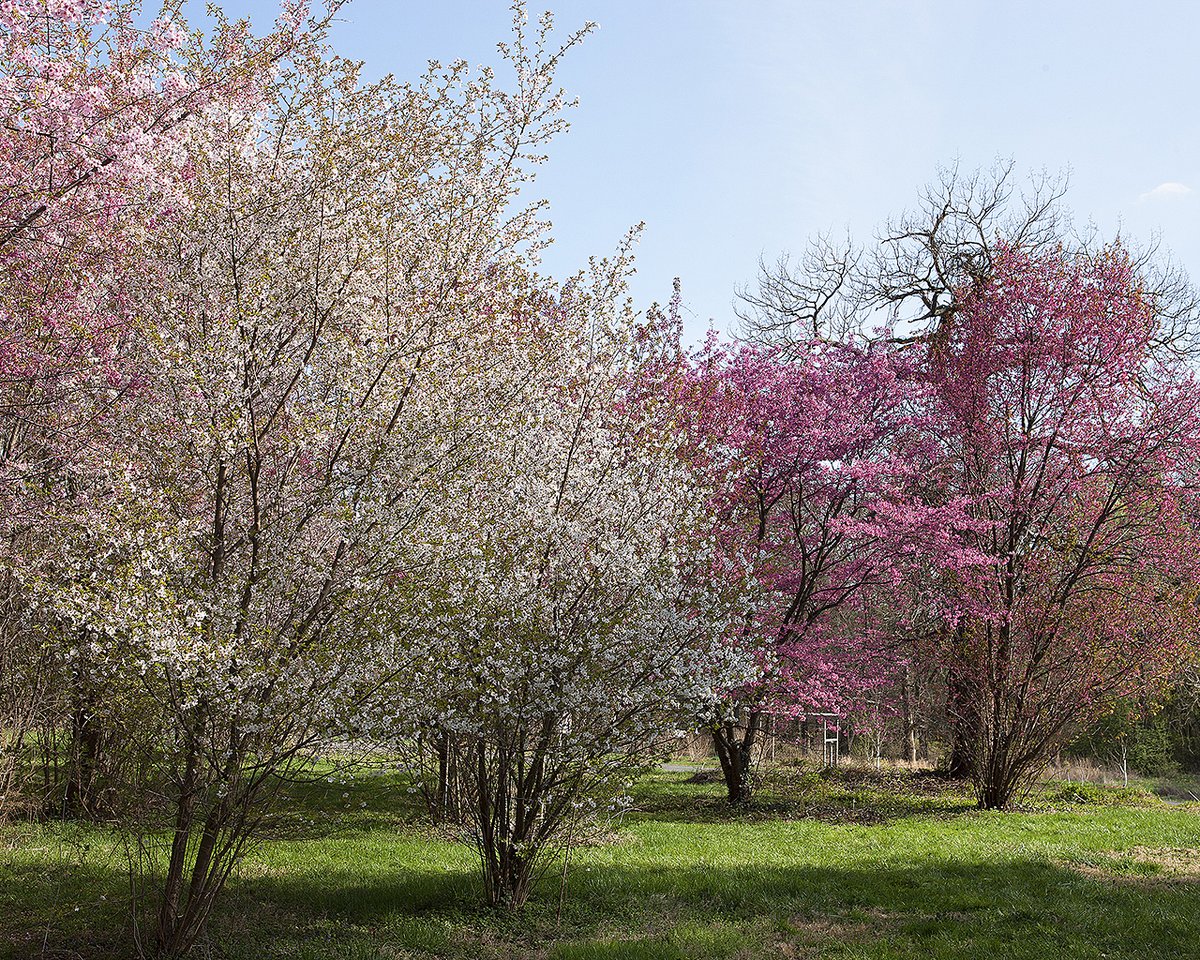 Unlike the Tidal Basin, where peak bloom lasts for only a few days, you can see cherry trees in bloom at the National Arboretum for up to two months because of the diversity of species planted here. #CherryBlossoms