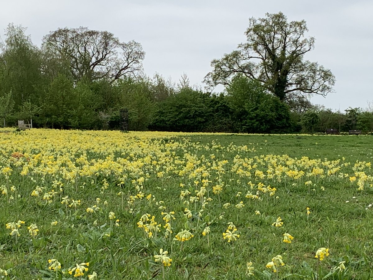 I’ve never seen so many cowslips growing in one patch in england.