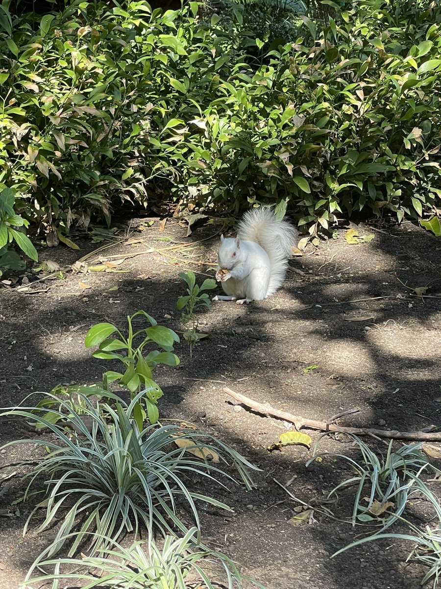 アルビノ🐿️
南アフリカの公園で人気者💛