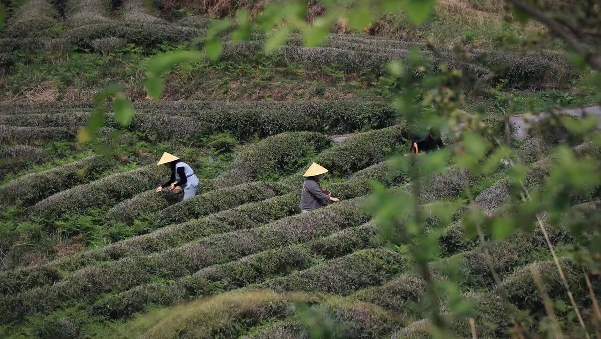 LiveinGuizhou's tweet image. Located in Wudang District's Baiyi Township, the tea plantation buzzes with activity in spring. Stretching for over 3,000mu (2 km²), the rolling tea plantation also turns the hills into emerald green.

📷 by Eyesnews

#SpringOuting #TeaGarden #TravelChina