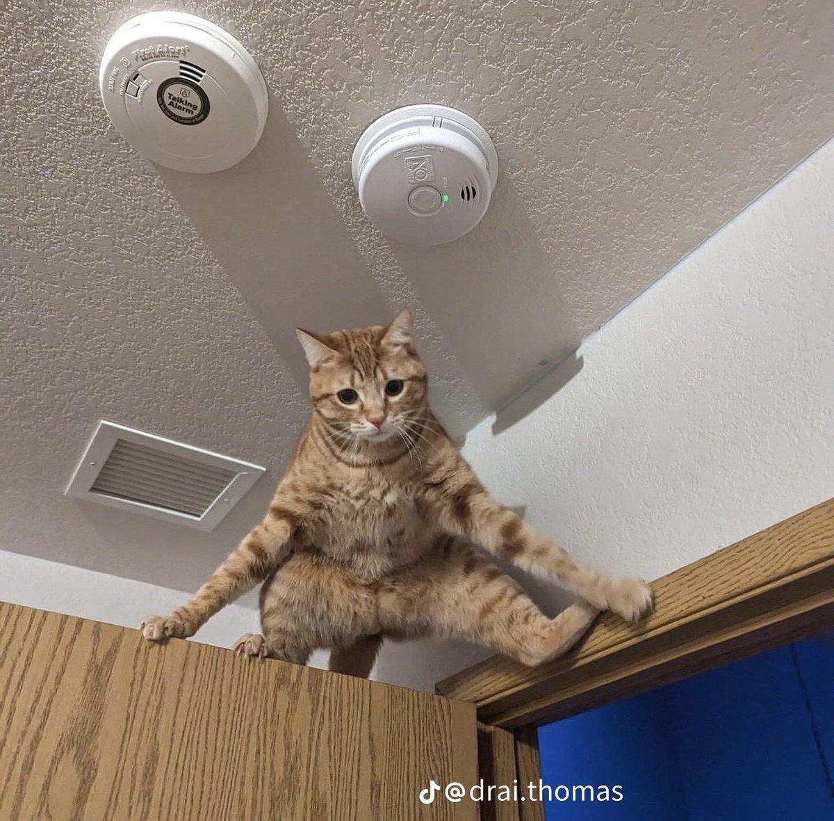 if this isn't what my future pet is like i don't want it