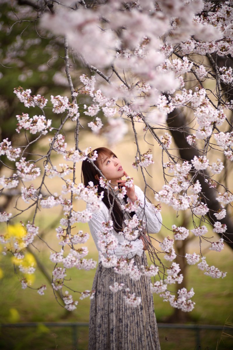 念願の地元での桜ポートレート
ほぼ満開のタイミングで撮影出来てよかった
ありがとうございました
model　八海杏奈さん
#ポートレート 
#桜
#宮城県