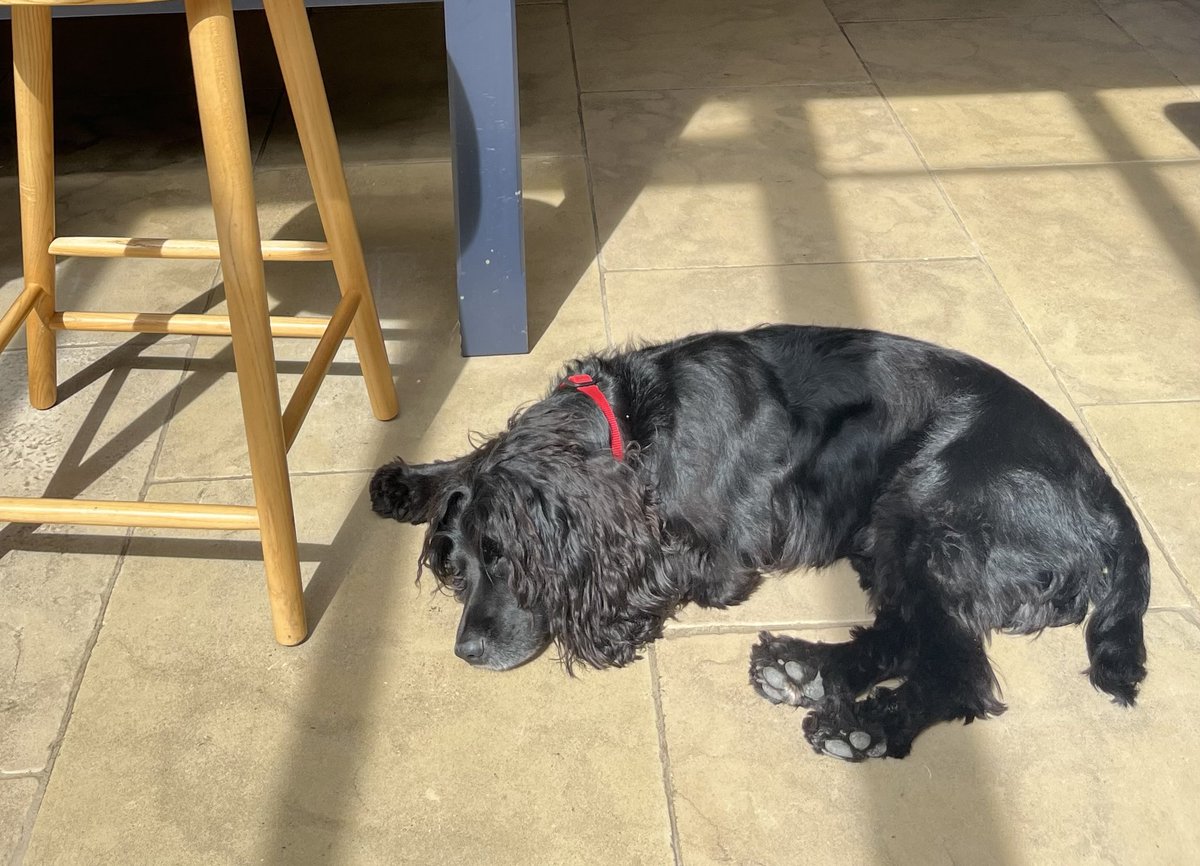 Puffin has found his sunny spot…