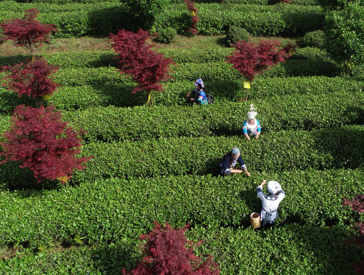 LiveinGuizhou's tweet image. Located by the beautiful Hongfeng Lake, the plantation offers activities such as tea picking and manual tea production.

📷 by Eyesnews

#SpringOuting #TeaGarden #TravelChina