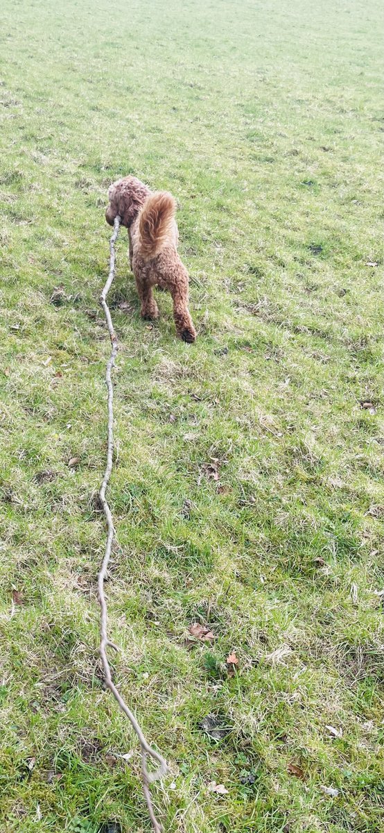 i iz de Qween of mahoosive sticks! It’s official! #dogs