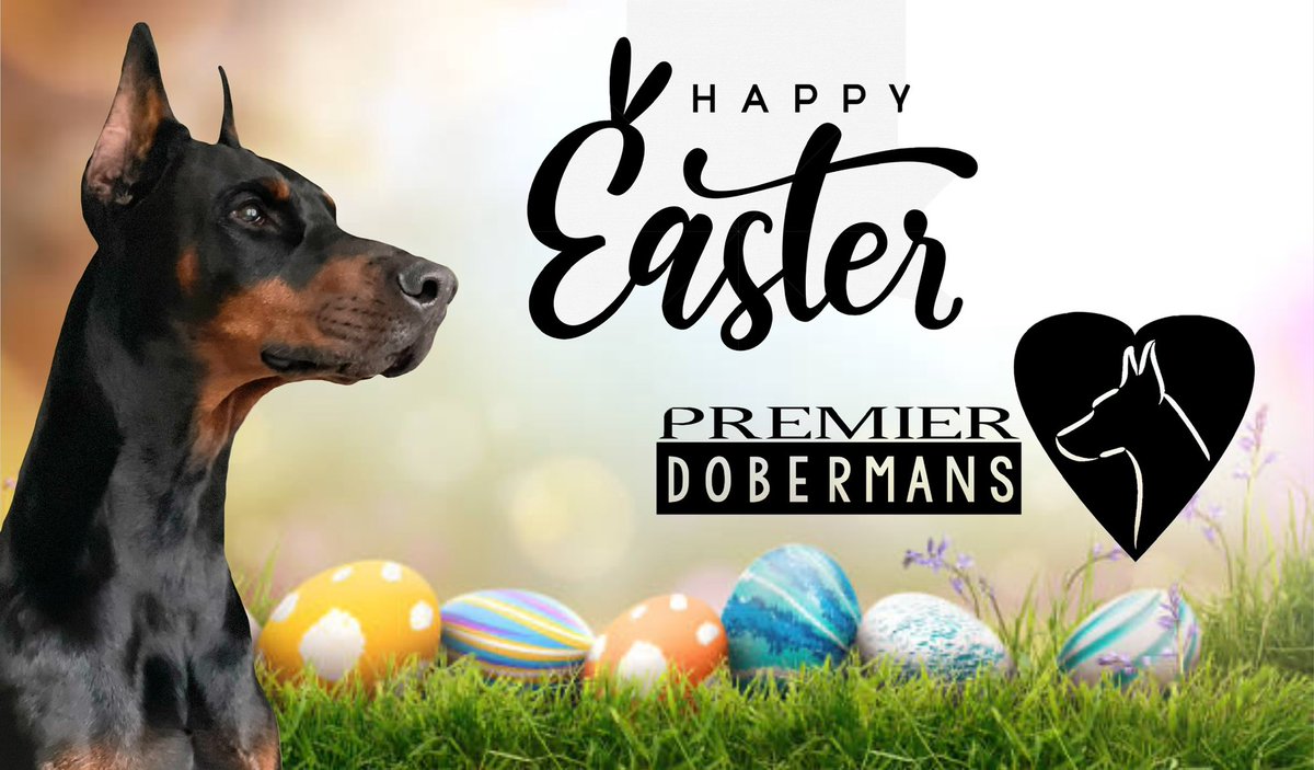 Premier Dobermans tweet media