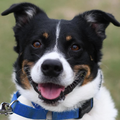 austinanimals's tweet photo. #HomeToHome Courtesy Post

Chewie is looking for a childfree home. Learn more about him and reach out to his current owner here: https://t.co/fviNDq0zPK https://t.co/n5nGbdEuSr