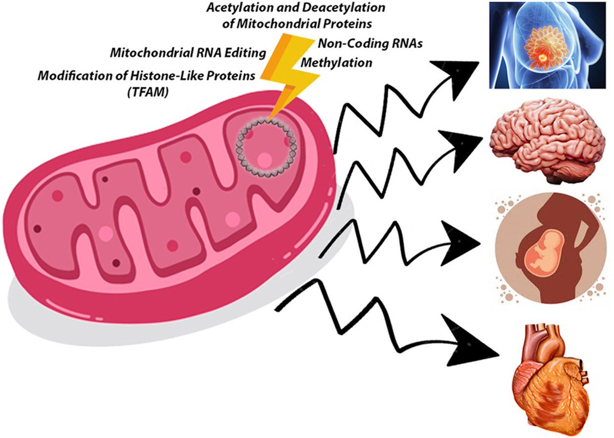 From powerhouse to regulator: The role of mitoepigenetics in mitochondrion-related cellular functions and human diseases sciencedirect.com/science/articl…