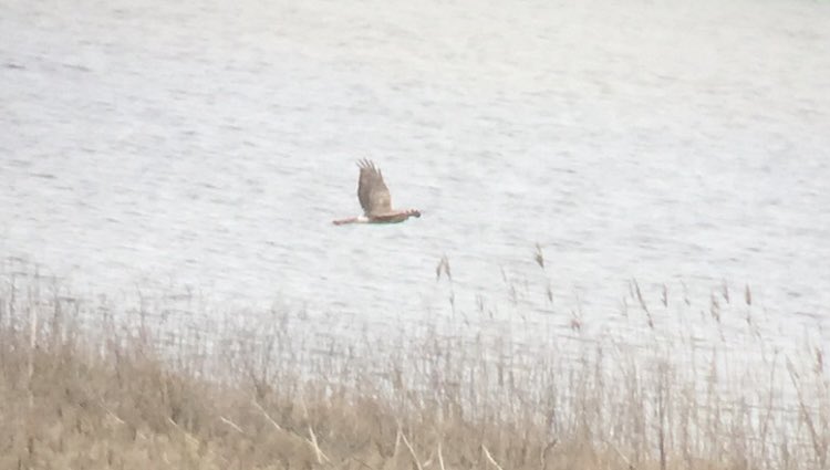 Continued momentum on day two on Tiree. Highlights include White-fronted Geese, Black-tailed Godwits, brilliant Hen Harrier views, Merlin, Pink-footed Geese, two diver species and lots more. 71 species total for the trip so far. @Tireebirder