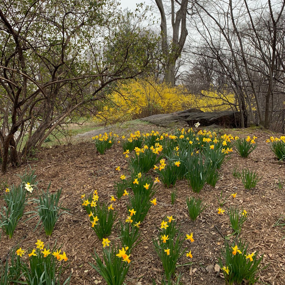 CentralParkNYC tweet picture