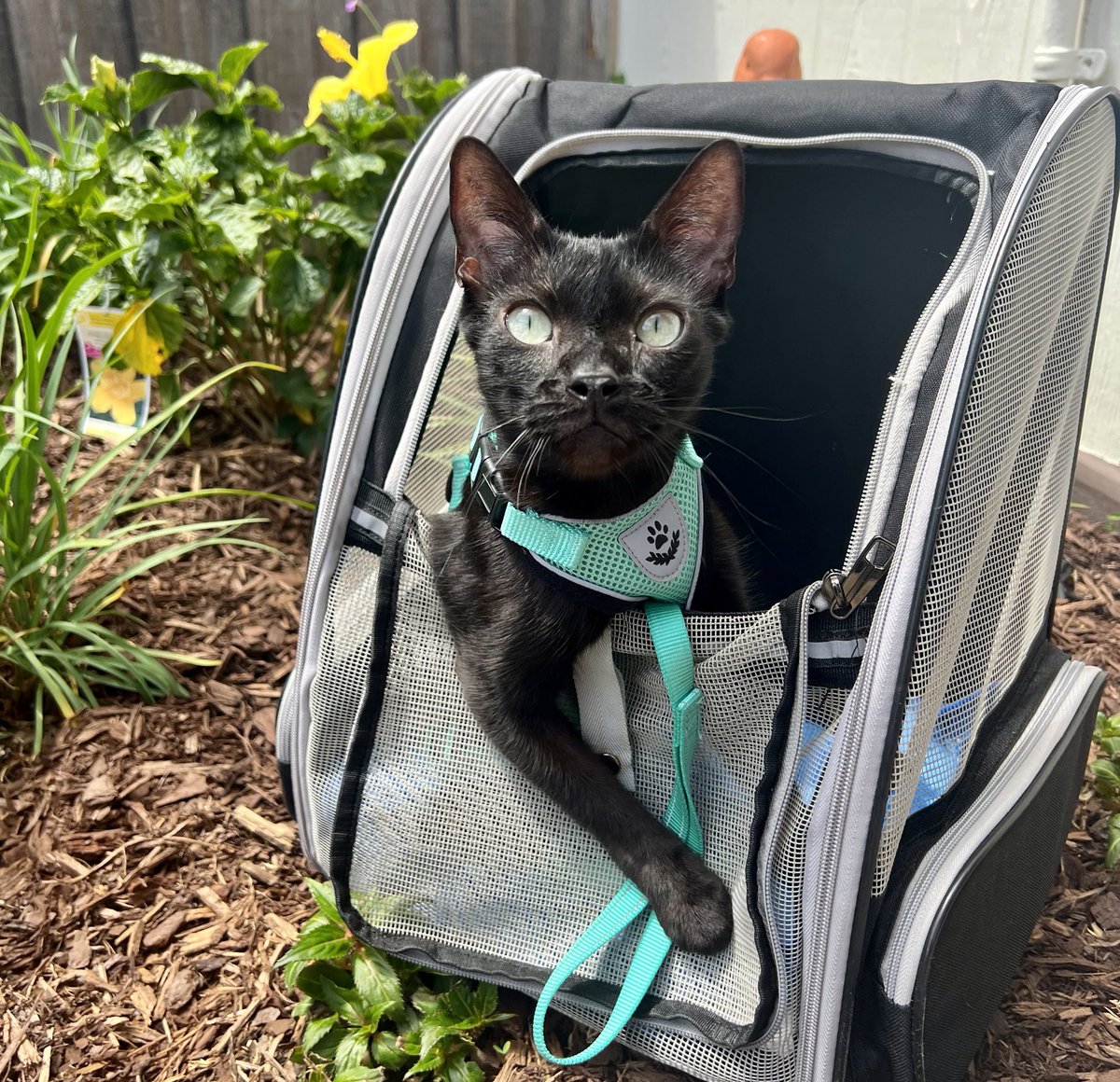 Off to Easter adventures! ☀️🐣🐾🐇 #sundayvibes #CatsLover