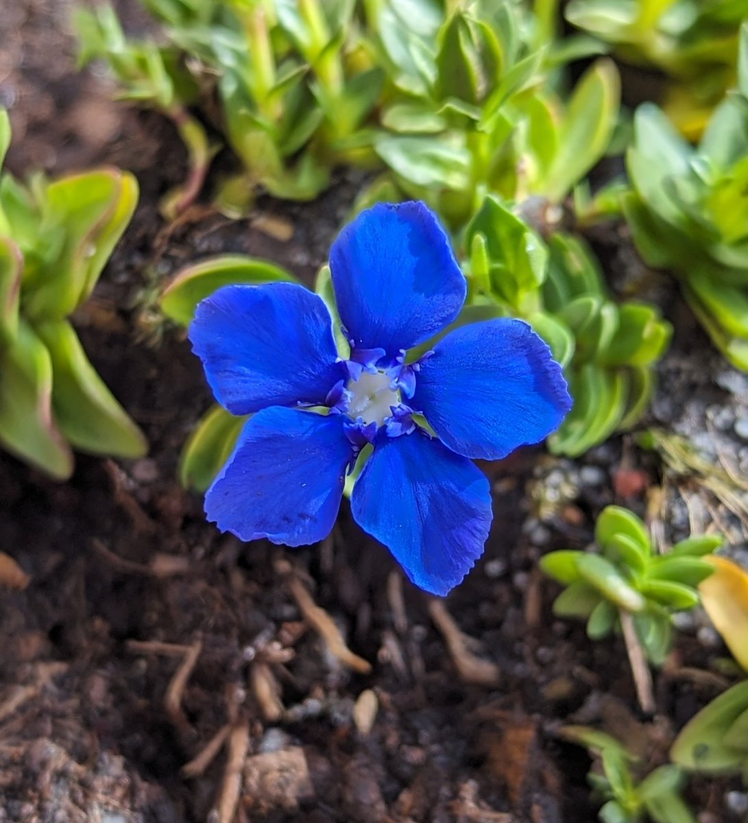 Yay, our garden Spring Gentian (Gentiana verna) is flowering! A little bit of Teesdale in urban Newcastle, albeit purchased from the garden centre 😂🌱 #yarden