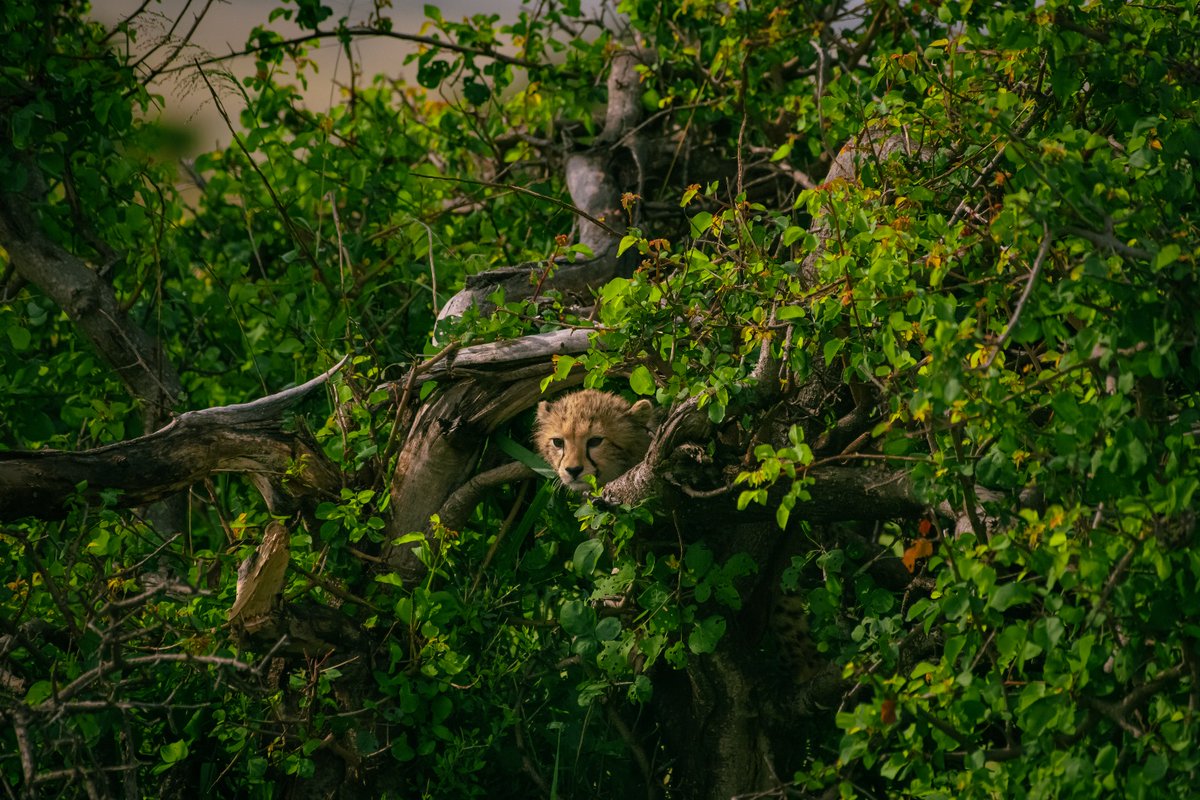 Can you spot the Sweety…! 1/3 Neema’s cubs (Noma-Nariku-Nagol)
.
.
🐆 Masai Mara | Kenya
.
.
#cheetah #junglelife #cheetahs #hakunamatata #mammal #intoafrica #cheetahsofafrica #capturethewild #earthofficial #loveafrica #animalconservation #magicalmasaimara #biodiversity…