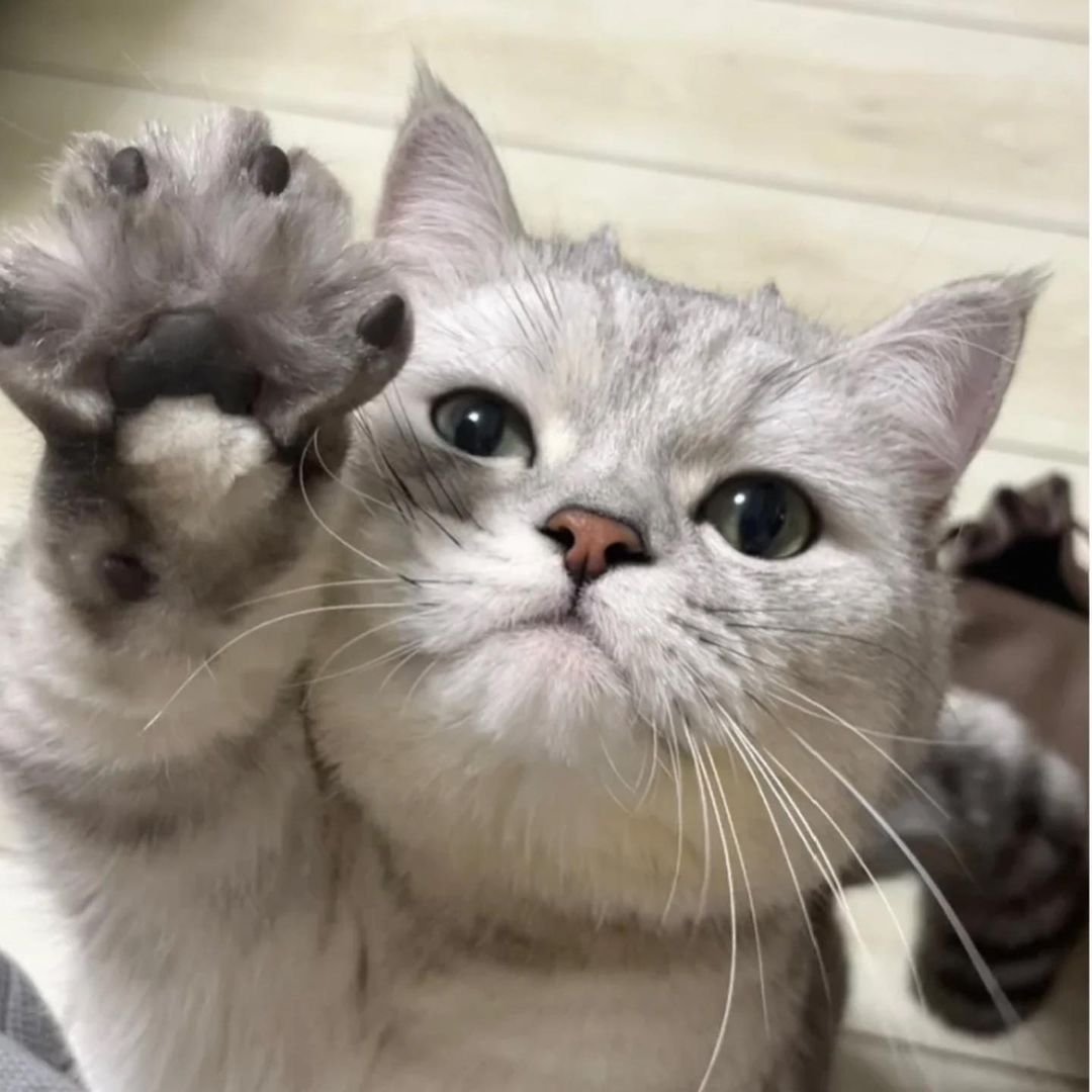 Gimme five! 🐾

#adorablecats #catpics #kittens #kittenlove #kitty #cats #catlife #meow #catlove #catloversclub #cutecats #gatos #animals #CatsofTwitter #Caturday #Purrtacular