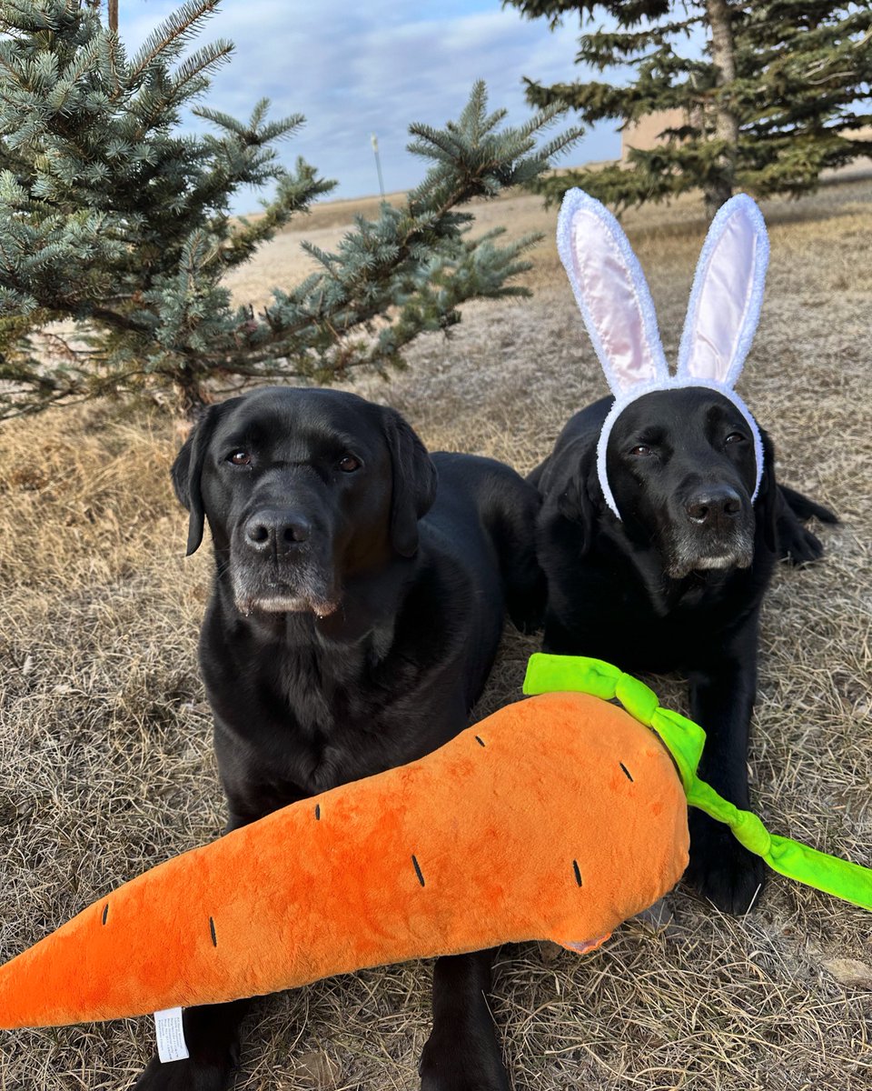 Nelly’s carrot brings the best bunnies to the yard. 🥕🐰 Happy #Easter #bunnykissesandeasterwishes #EasterBunny #dogs