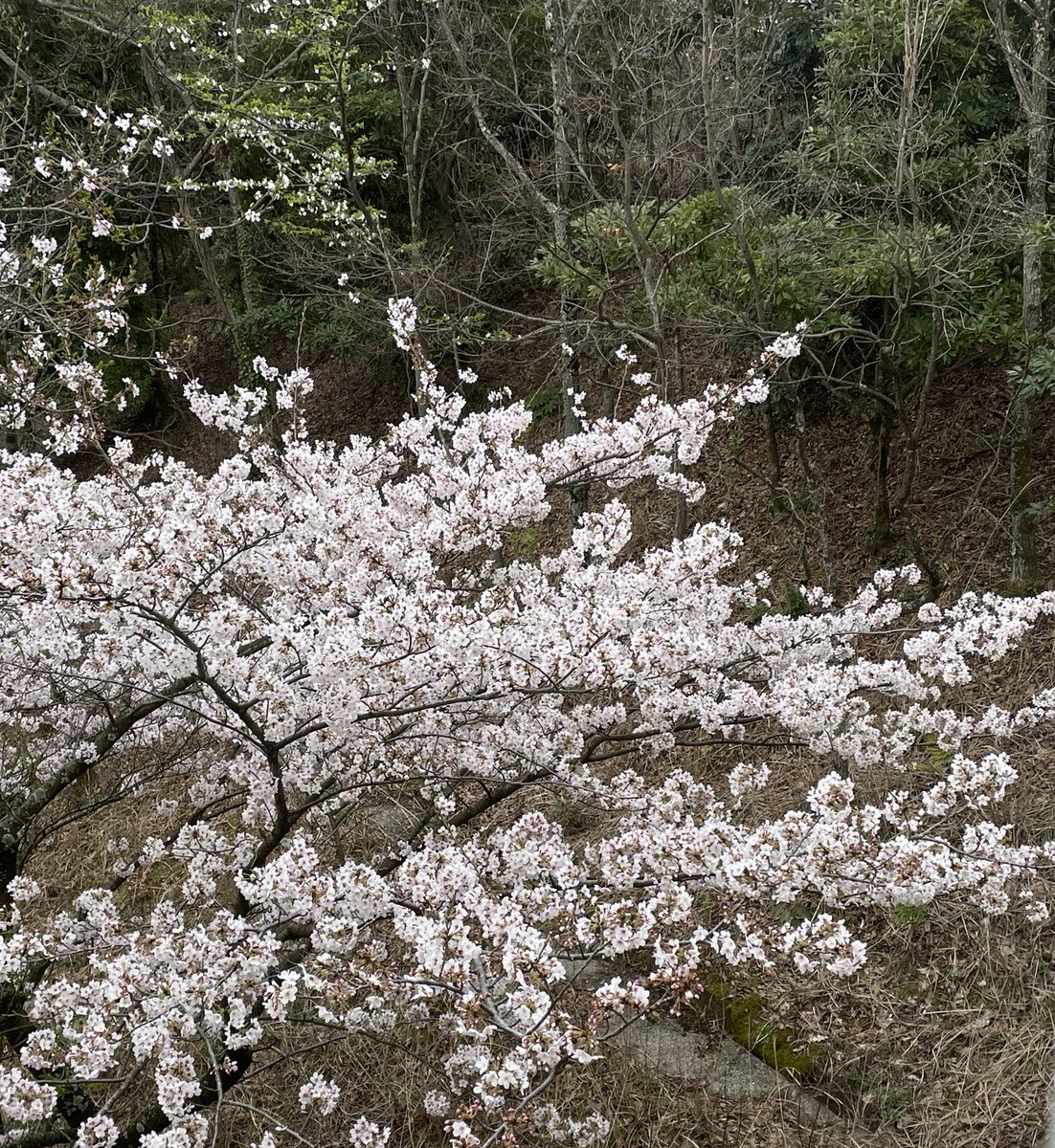 endlesslyHC's tweet photo. sakura szn <3
mahae gamau fotbar dibawah pohon apa 😿😿😿 https://t.co/dnOGKuJMvD