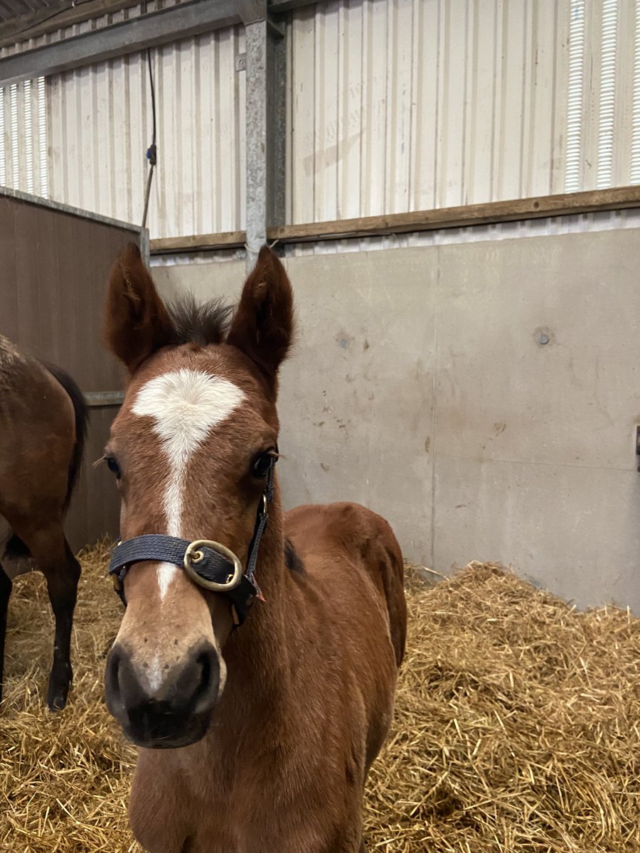 Five Naughts Stud tweet media