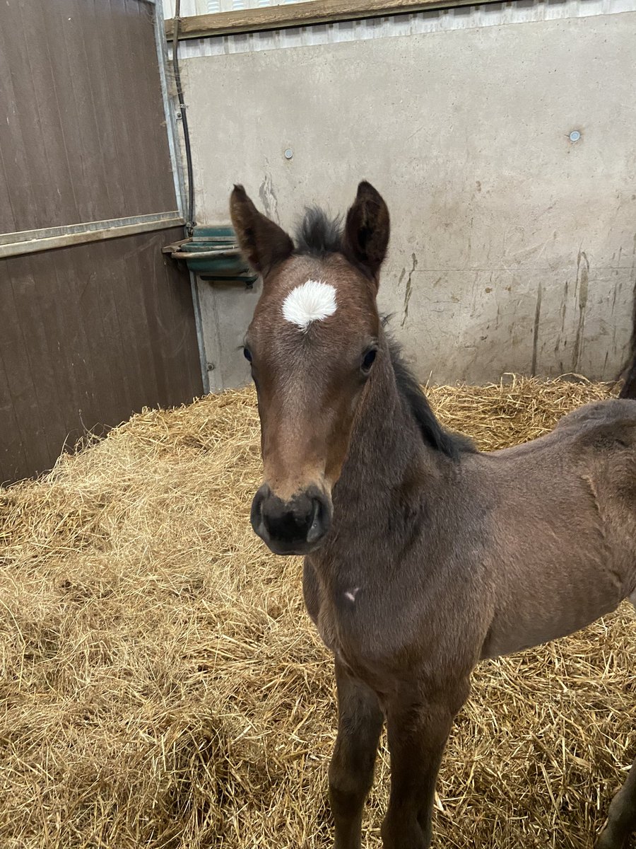 Meet Willie (Walk in the Park colt) and Audrey (Jeu St Eloi filly), aptly named after Galopin Des Champs’ Cheltenham Gold Cup victory🔥
