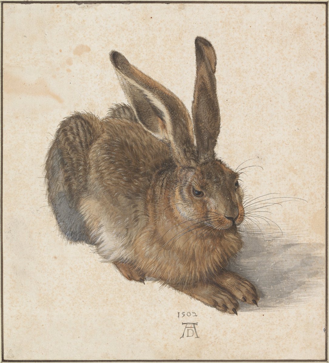 Albrecht Dürer ‘Hase’, painted in 1502 using watercolor and gouache, is a masterly blend of science and art. Albertina museum, Vienna. #albrechtdürer