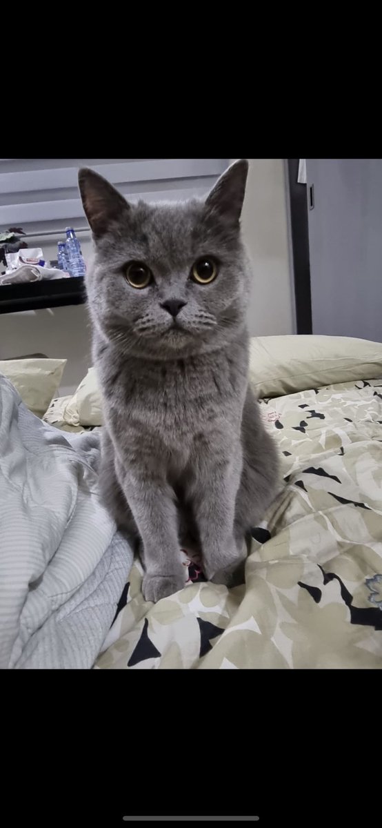 hessah14's tweet photo. @xAnimalWelfare @RiyadhCats @missingpetscare @smaljohani @mamaandmycat قطه معقمه نوع سكوتش اسمها دارنا
مفقوده في الرياض ظهره لبن 
الي يحصلها يتواصل معي https://t.co/93RUIZc5gF