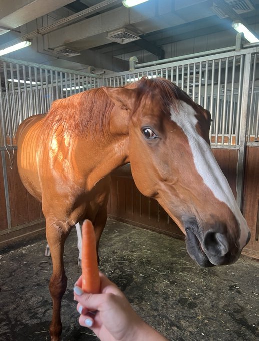 Gmmmm. 1 like = 1 carrot https://t.co/3OiSXXix0N