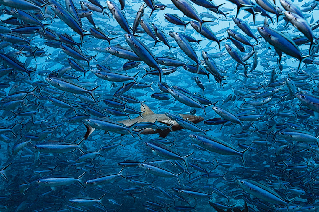 PrixHiP's tweet photo. Photos extraites du livre 700 REQUINS DANS LA NUIT de Laurent Ballesta.

Livre sélectionné pour l’exposition « Bienvenue au monde - Un voyage extraordinaire autour de la Terre ».
https://t.co/Q6BZ9T3auK

VERNISSAGE mercredi 3 avril 2024 à 18h

#photo #photographie #prixhip #book https://t.co/ymH7lOy2Az