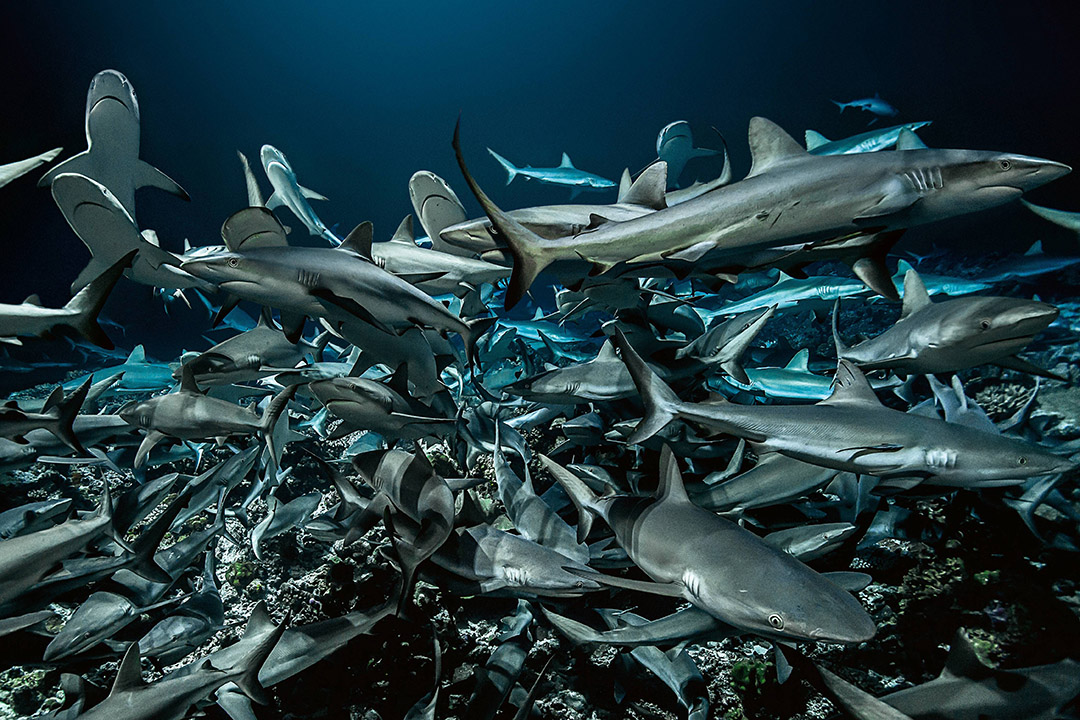 PrixHiP's tweet photo. Photos extraites du livre 700 REQUINS DANS LA NUIT de Laurent Ballesta.

Livre sélectionné pour l’exposition « Bienvenue au monde - Un voyage extraordinaire autour de la Terre ».
https://t.co/Q6BZ9T3auK

VERNISSAGE mercredi 3 avril 2024 à 18h

#photo #photographie #prixhip #book https://t.co/ymH7lOy2Az