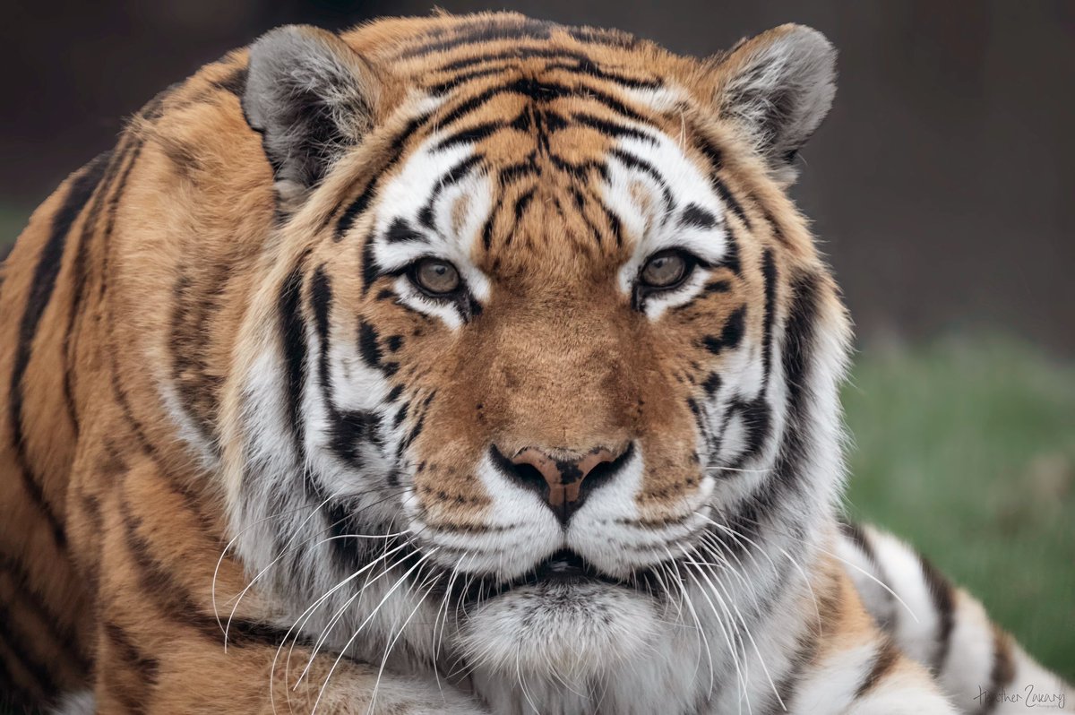 This guy was waiting for his snack and the keeper was spotted in the distance @TheTorontoZoo #Tiger #BigCats #theTorontoZoo