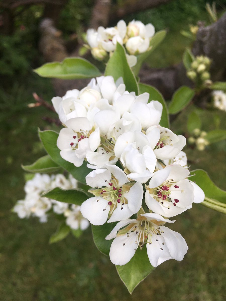 welshhills1's tweet image. Blossom on the pear tree
#spring #nature #fruittree