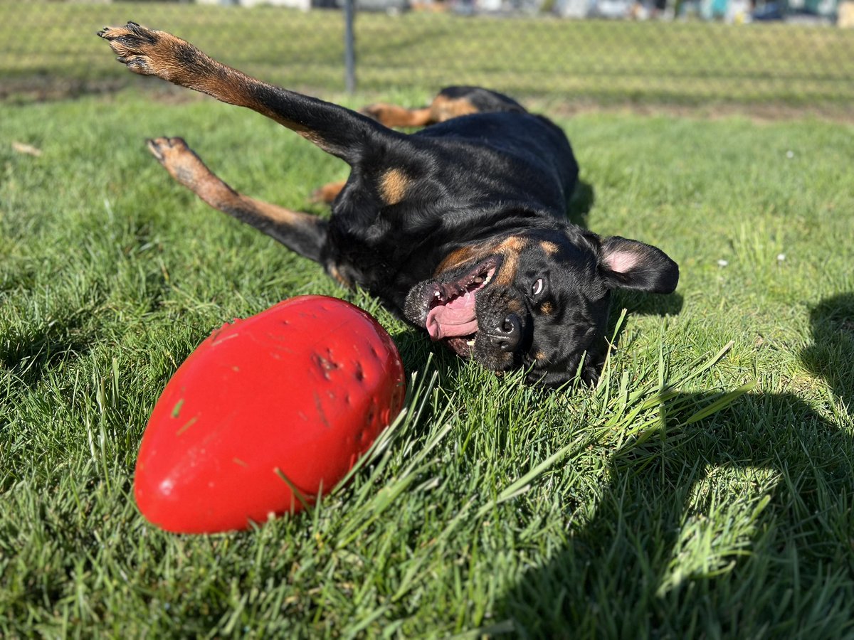 frylerr's tweet image. Happy Easter 🥚 🐶🐾❤️