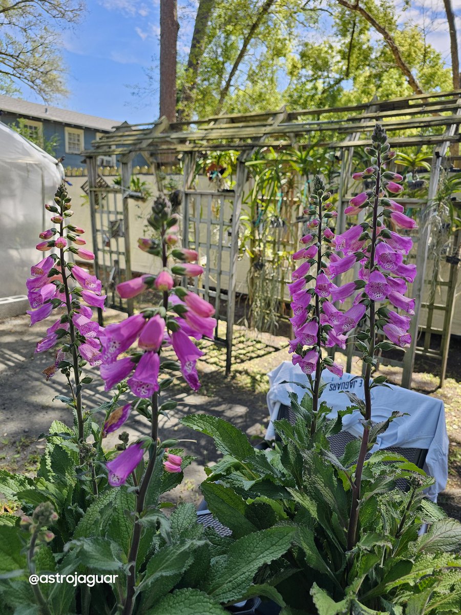 astrojaguar's tweet photo. Orchid Fairy got an Easter gift. 
Four new Digitalis (foxglove)
For her front garden bed.
She wanted something for her little Hummingbird friends. 
#notanorchid https://t.co/hRNbxo8Mla